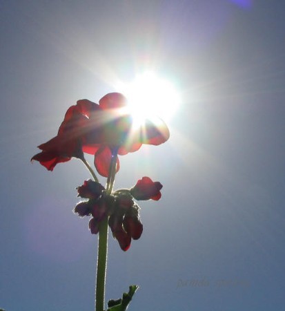 geranium sun